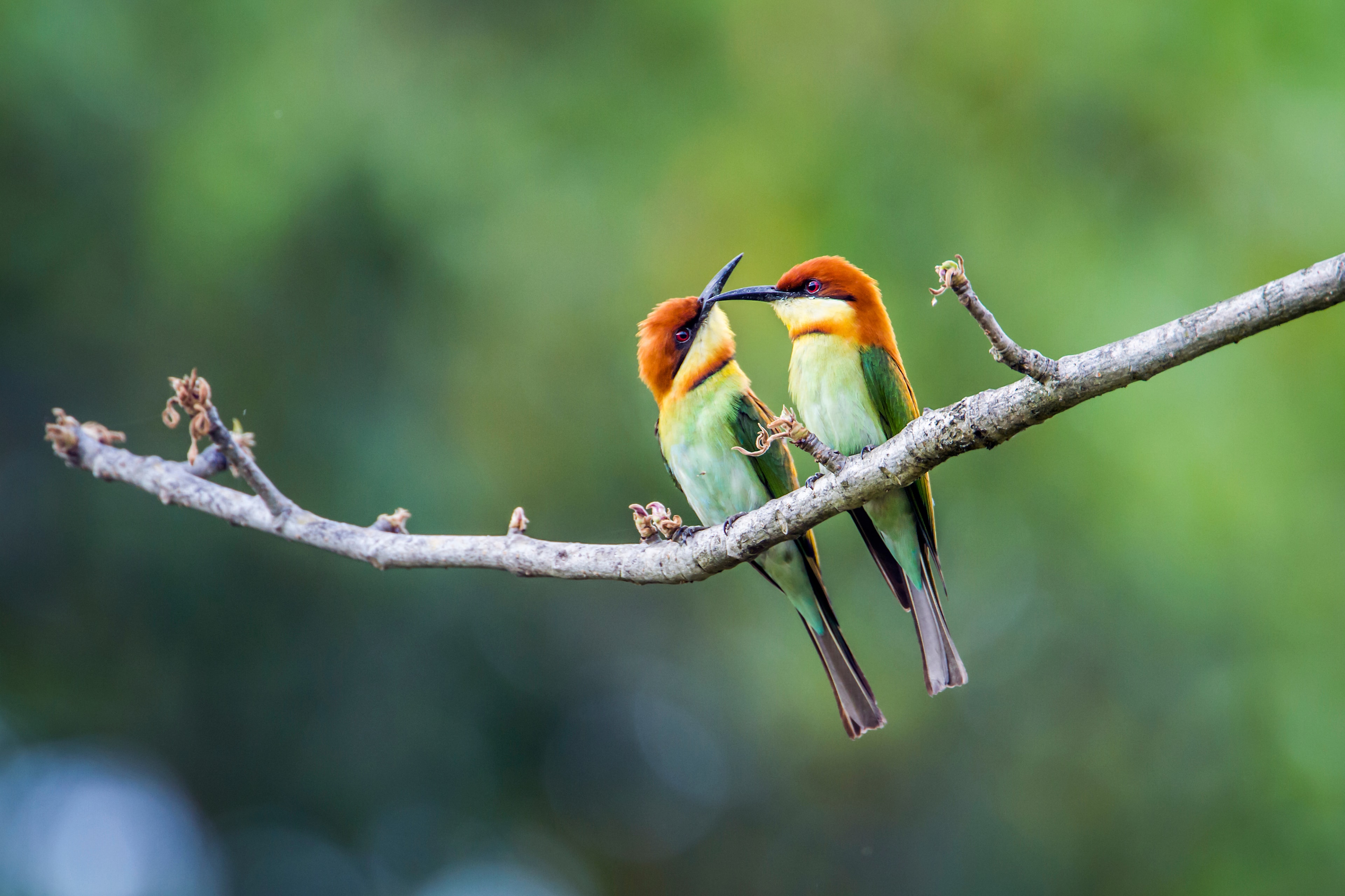 Wildlife Observation