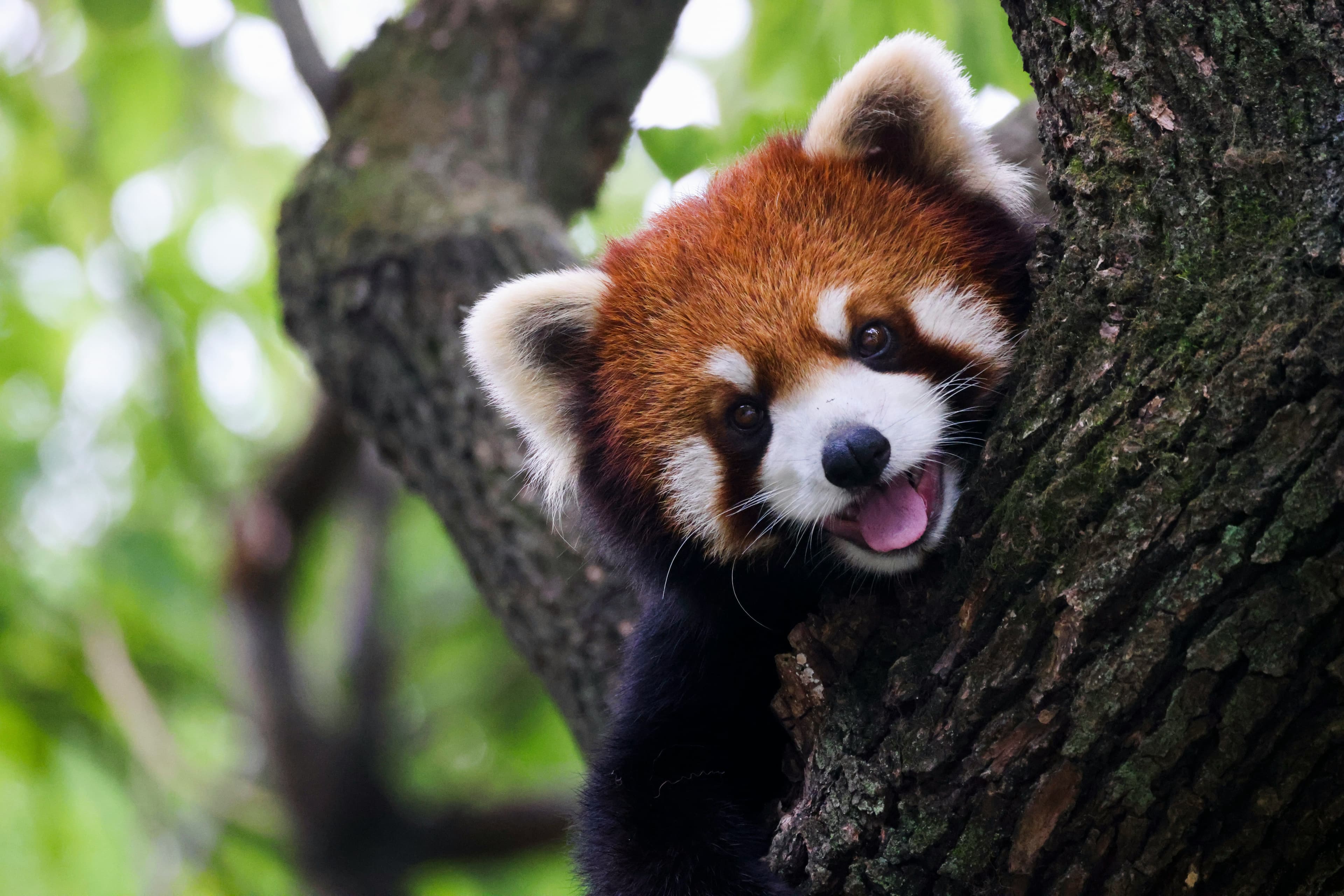Woodland – Mundu (3530m) — Red Panda Territory & Snowy Peaks