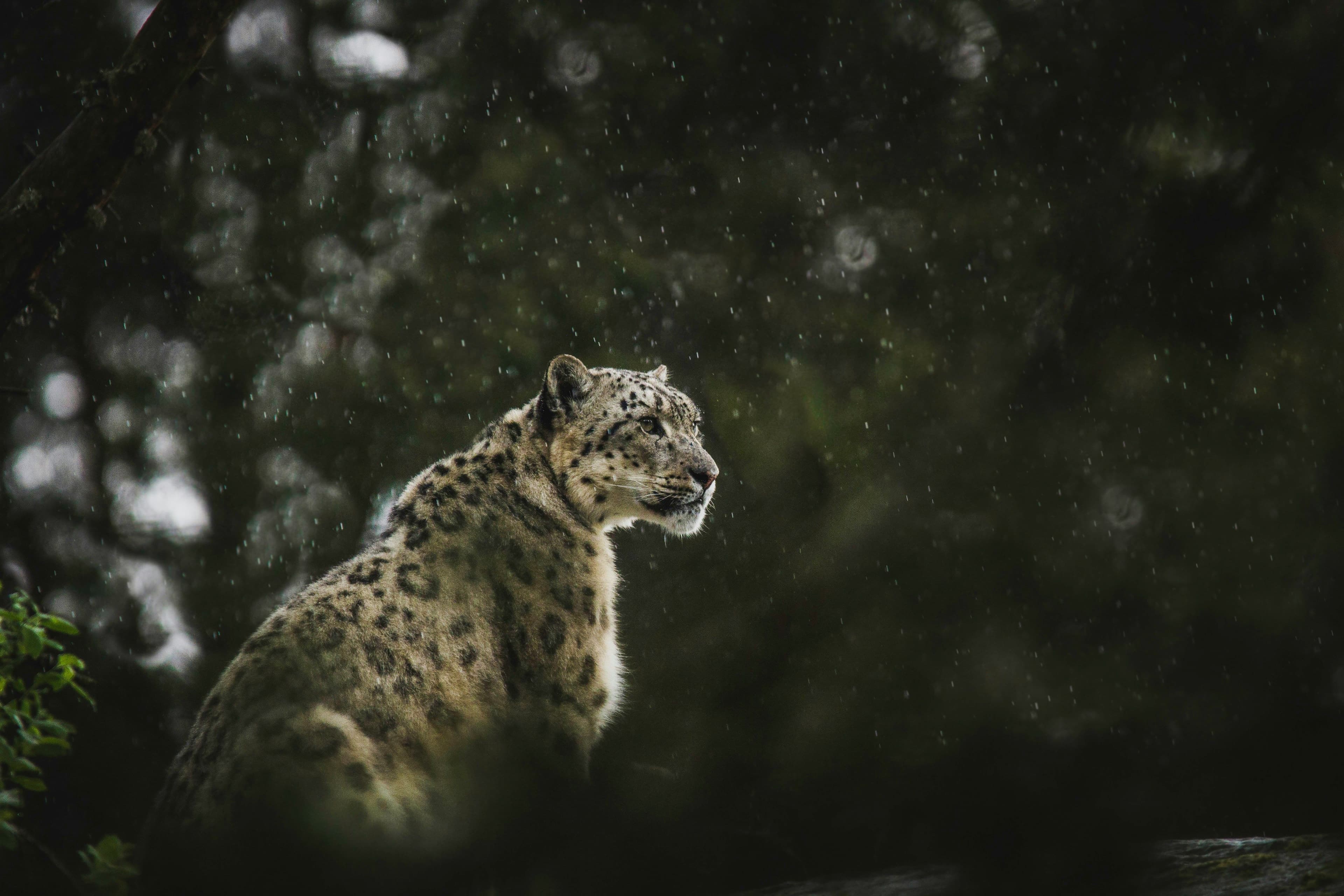 Snow Leopard Quest
