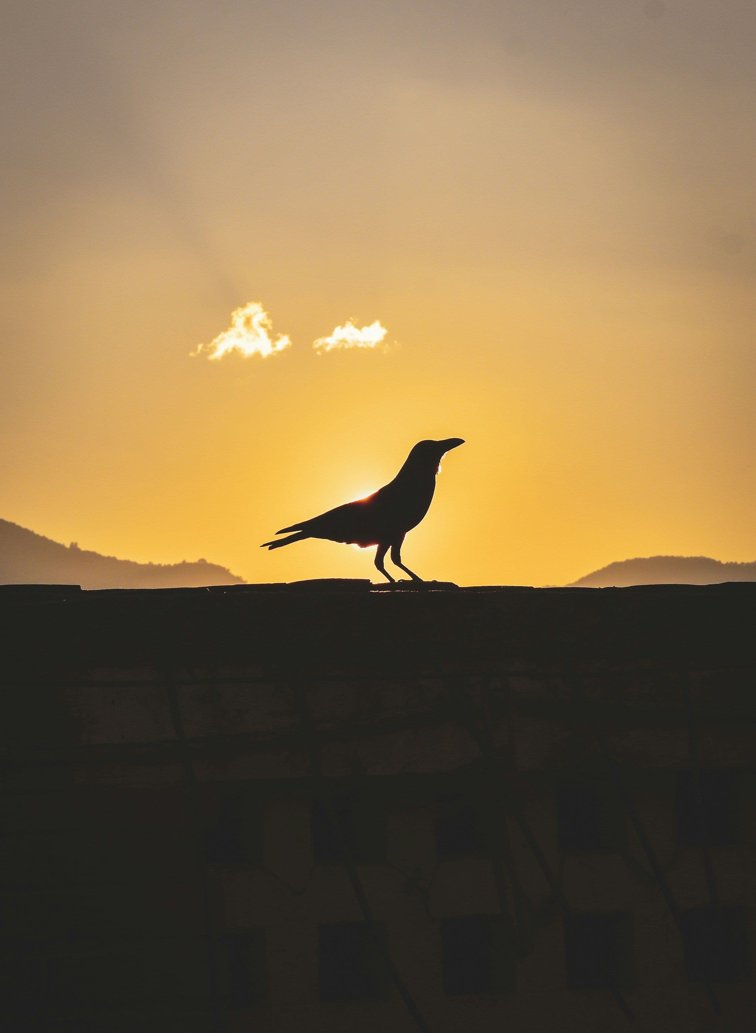 Bird Watching In the Jungles of Nepal A Birder's Paradise