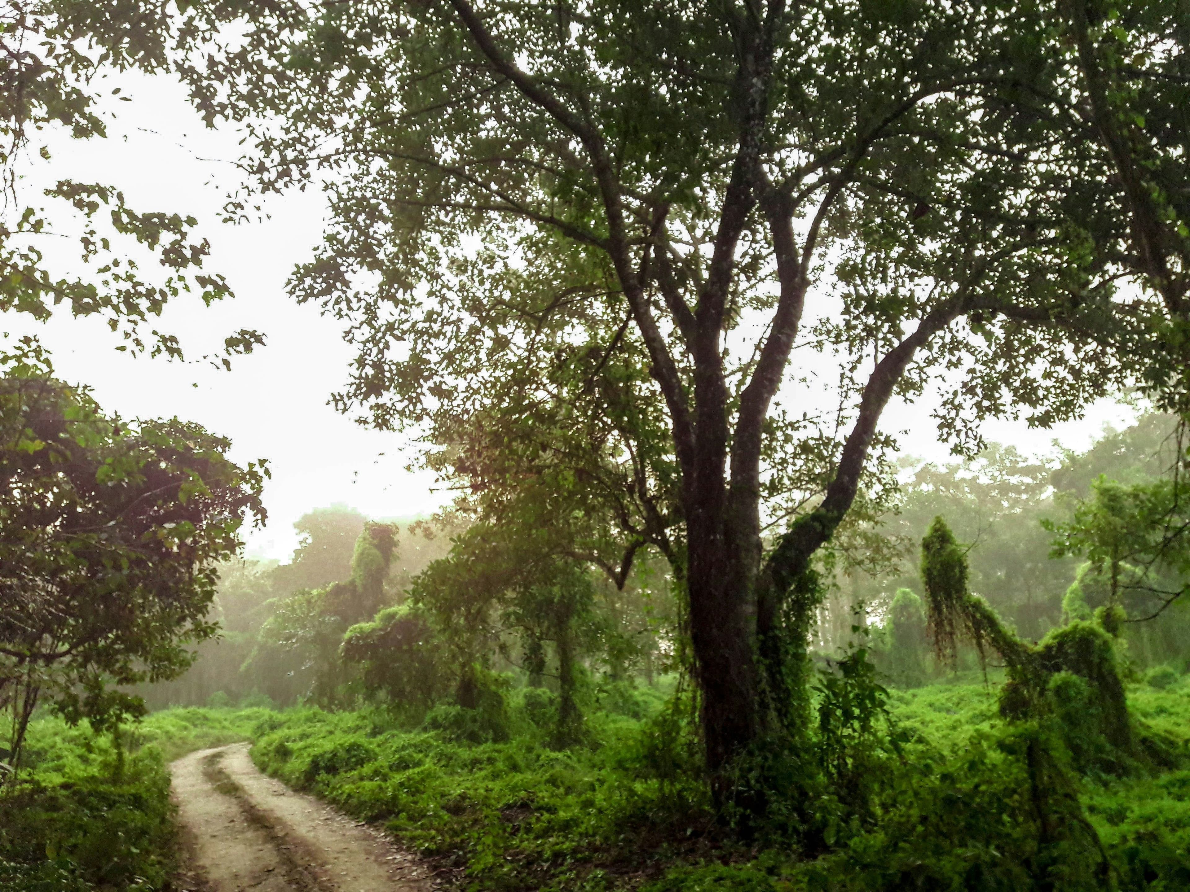 Trekking in the Jungle — Wild Heart of Chitwan