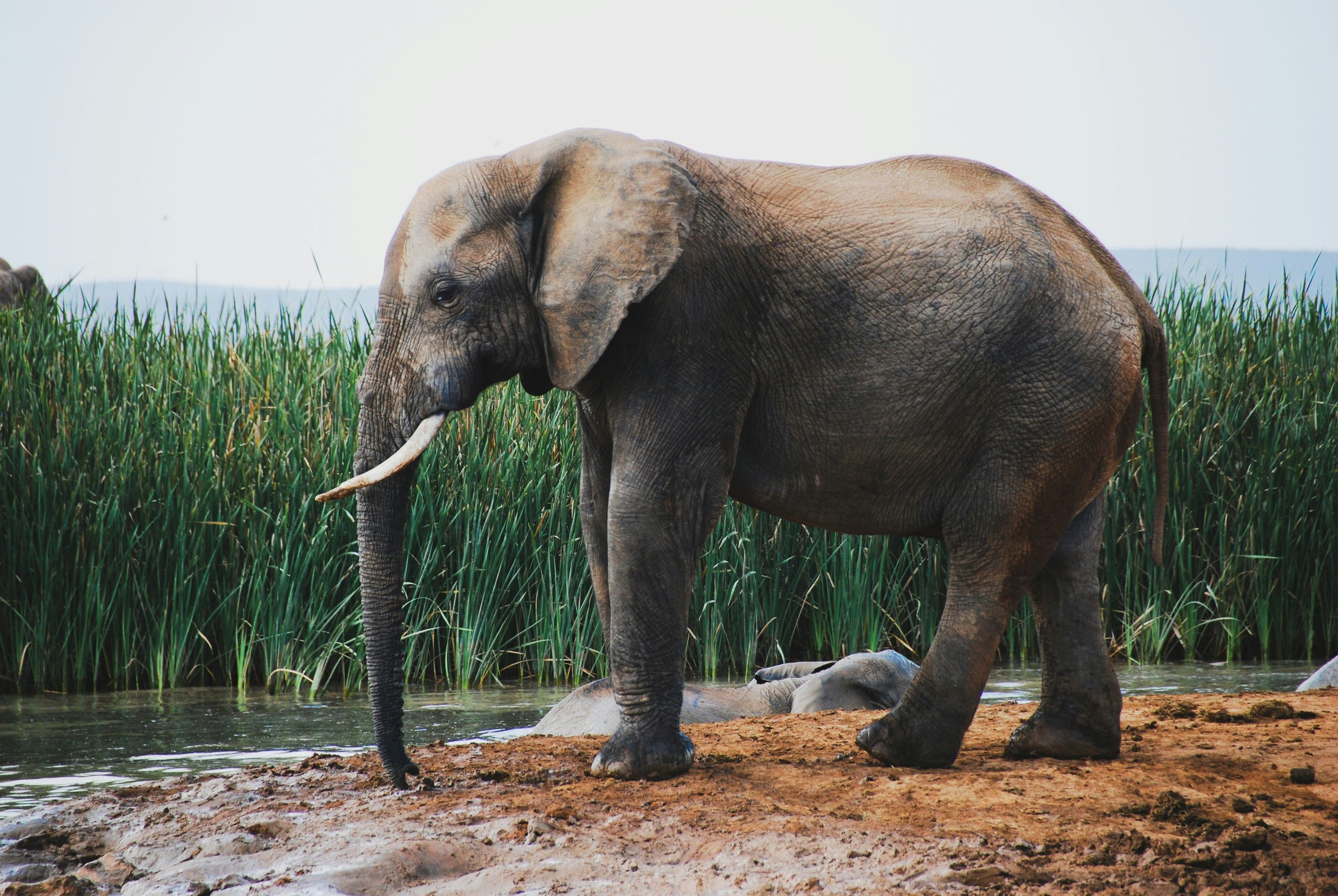 Exploring Bardia National Park